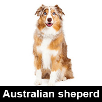 Dog Breed Matching Game – American Kennel Club